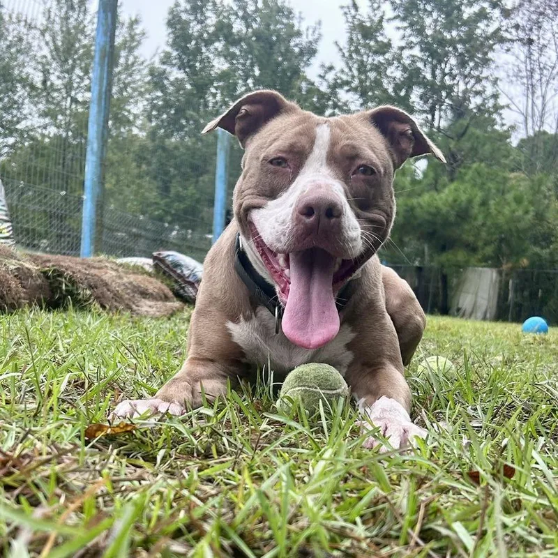 An adult medium-sized female Brown / Chocolate Pit Bull Terrier dog named Aspen for adoption in Newport, NC