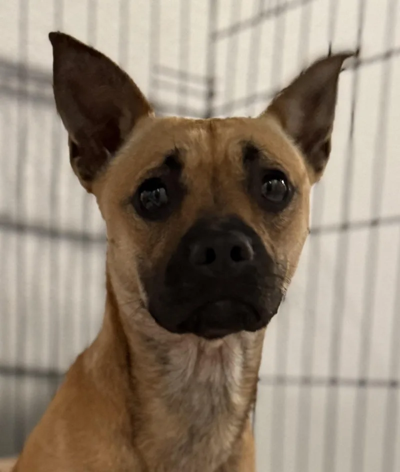 A young small-sized female Golden Terrier dog named Harley Quinn for adoption in Lodi, CA