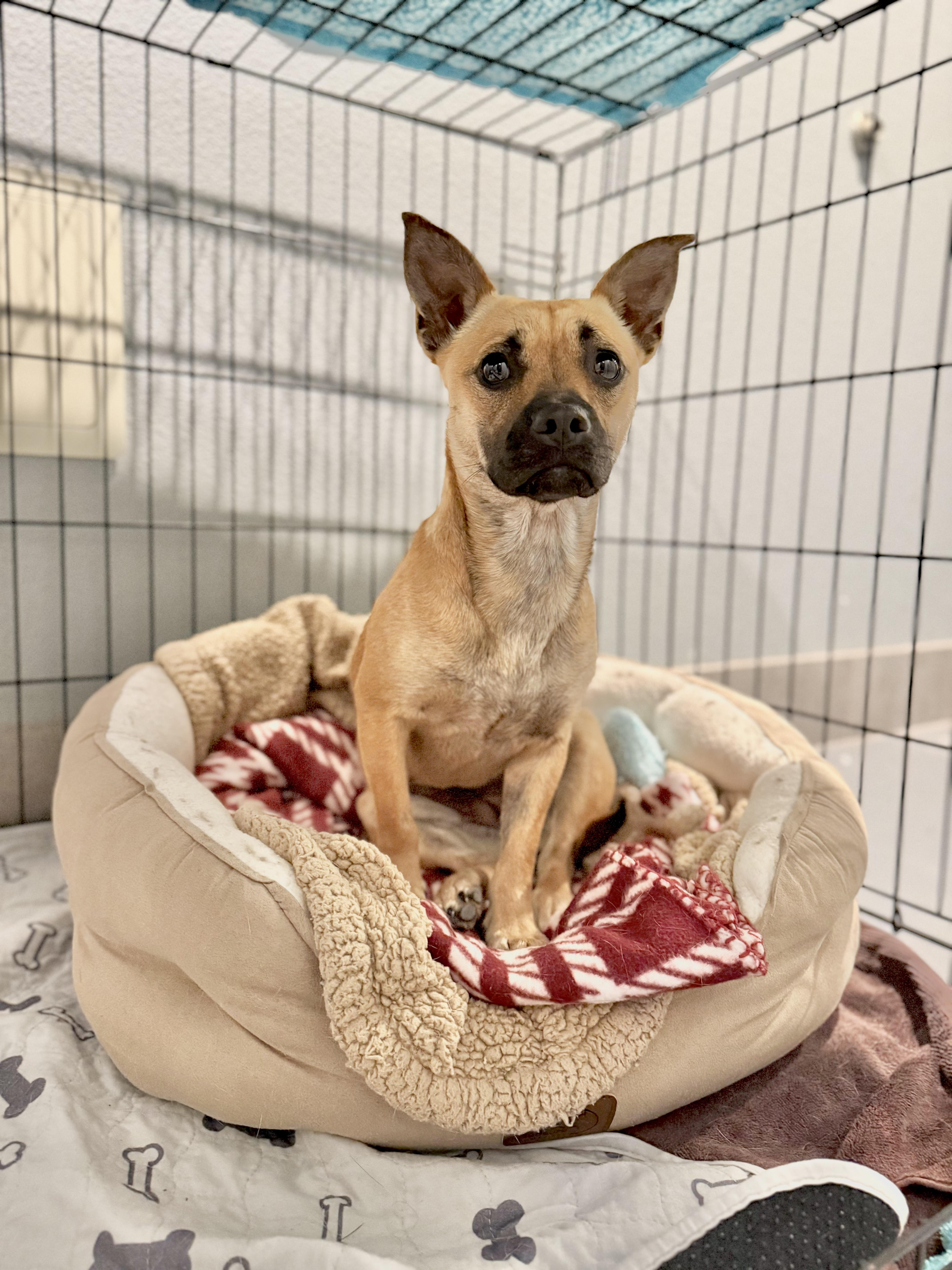 Harley Quinn thumbnail 2