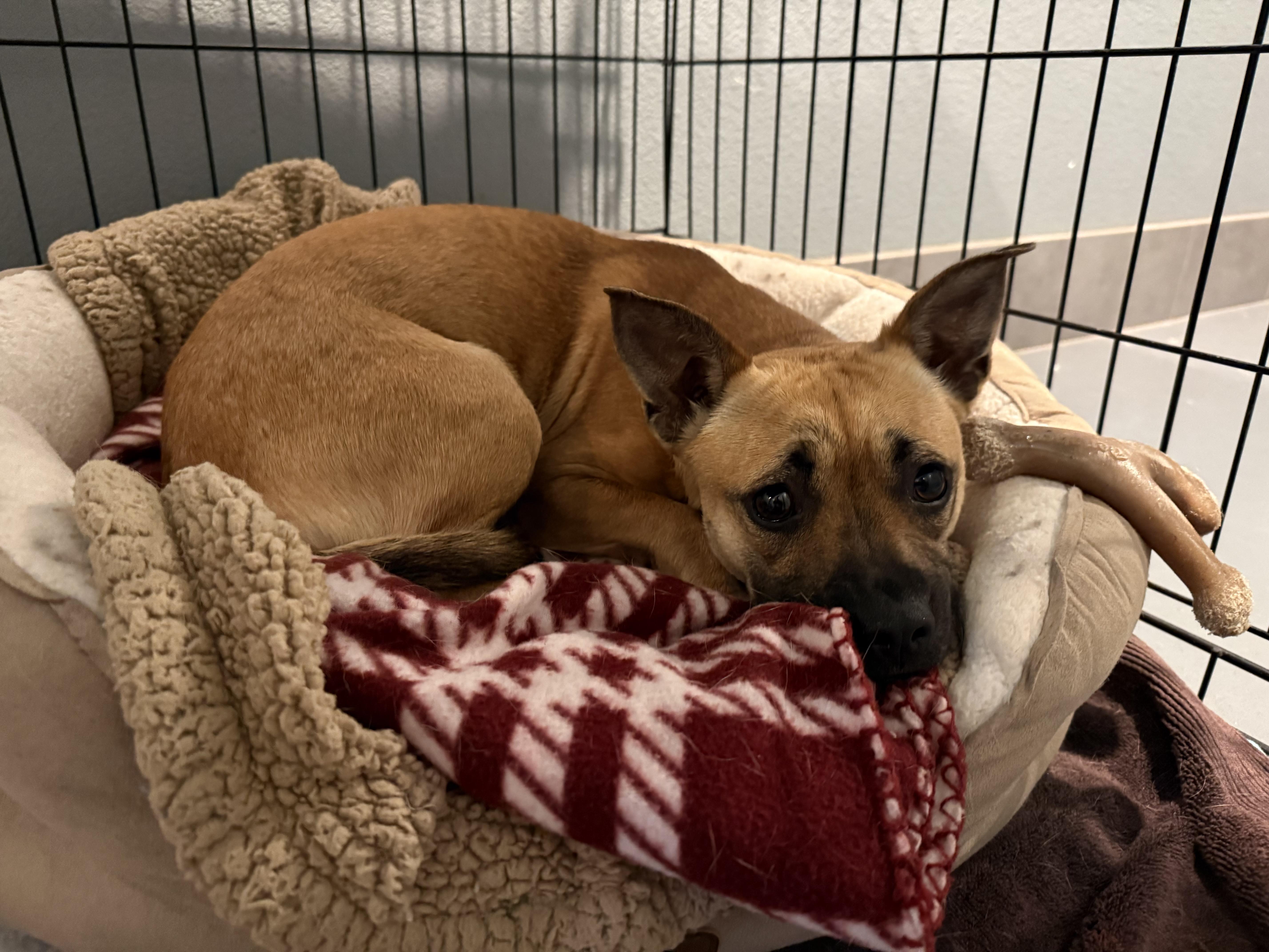 Harley Quinn thumbnail 3