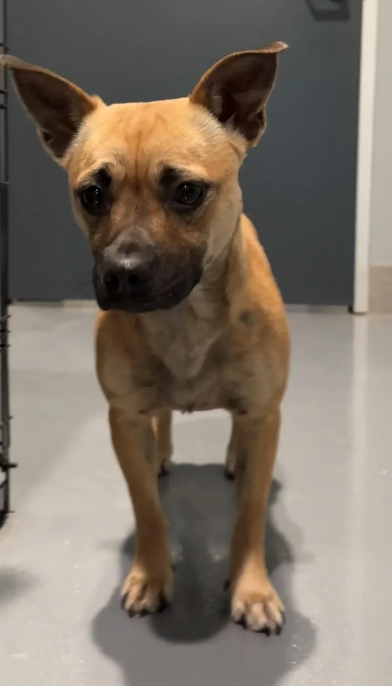 Harley Quinn thumbnail 4