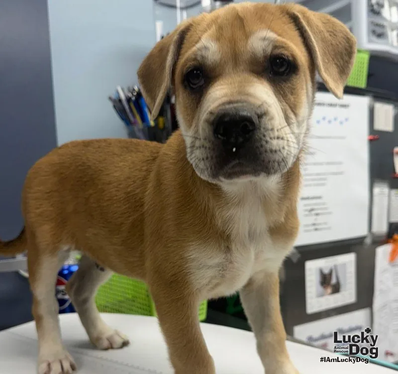 A baby large-sized male Shepherd dog named Murphy for adoption in Washington, DC