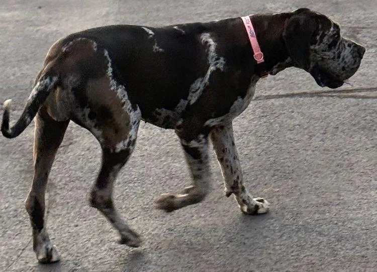 Queen Esther thumbnail 2