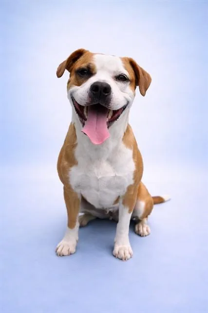 An adult medium-sized male Pit Bull Terrier dog named Champ for adoption in Westminster, MD