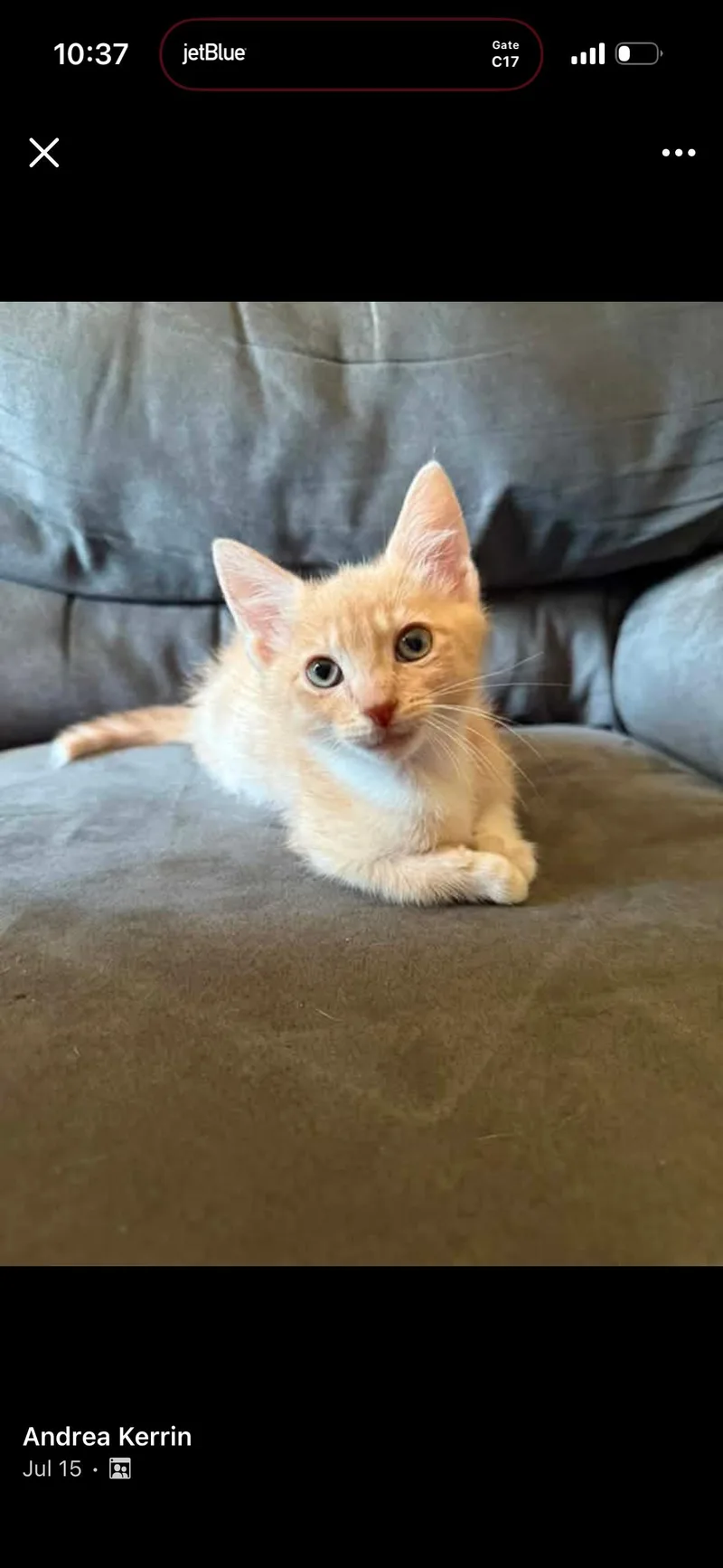 A baby medium-sized male Domestic Short Hair cat named Charmander for adoption in Woodlawn, TN