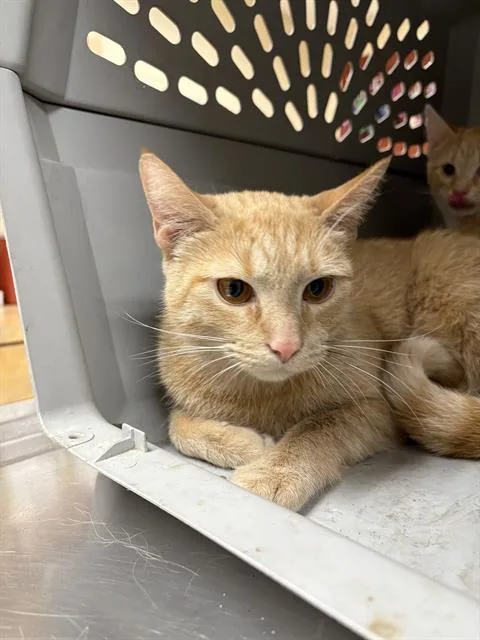 A young small-sized female Domestic Short Hair cat named Ariel for adoption in Aliquippa, PA