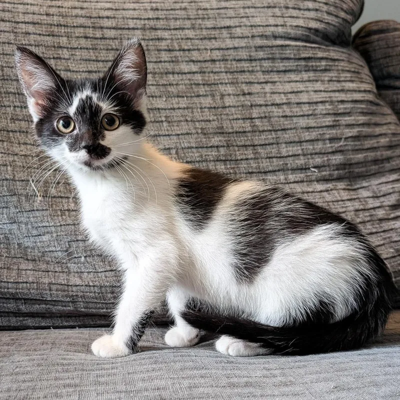A baby small-sized female Domestic Short Hair cat named Cristina for adoption in Cincinnati, OH