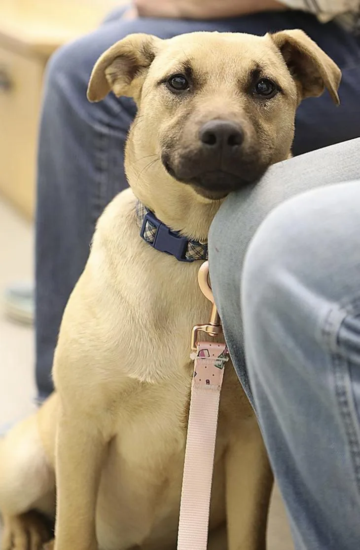 A young large-sized female Black Mouth Cur dog named Lena Lizman for adoption in Rockaway, NJ