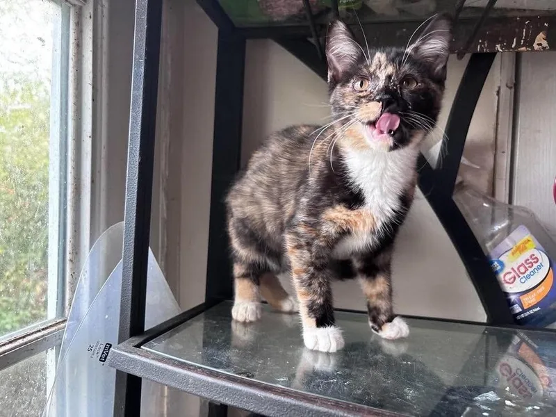 A baby small-sized male Domestic Short Hair cat named Flitterboom for adoption in Milton, DE