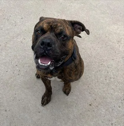 Bosco