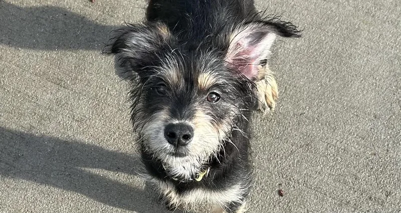 A baby small-sized female Terrier dog named Mello for adoption in Plymouth, MI