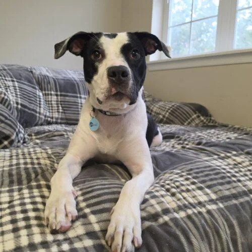 An adult medium-sized female Bicolor Pit Bull Terrier dog named Sutton Dixon for adoption in Rockaway, NJ