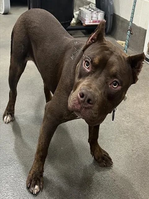 A young large-sized female Pit Bull Terrier dog named Chai for adoption in Upper Marlboro, MD