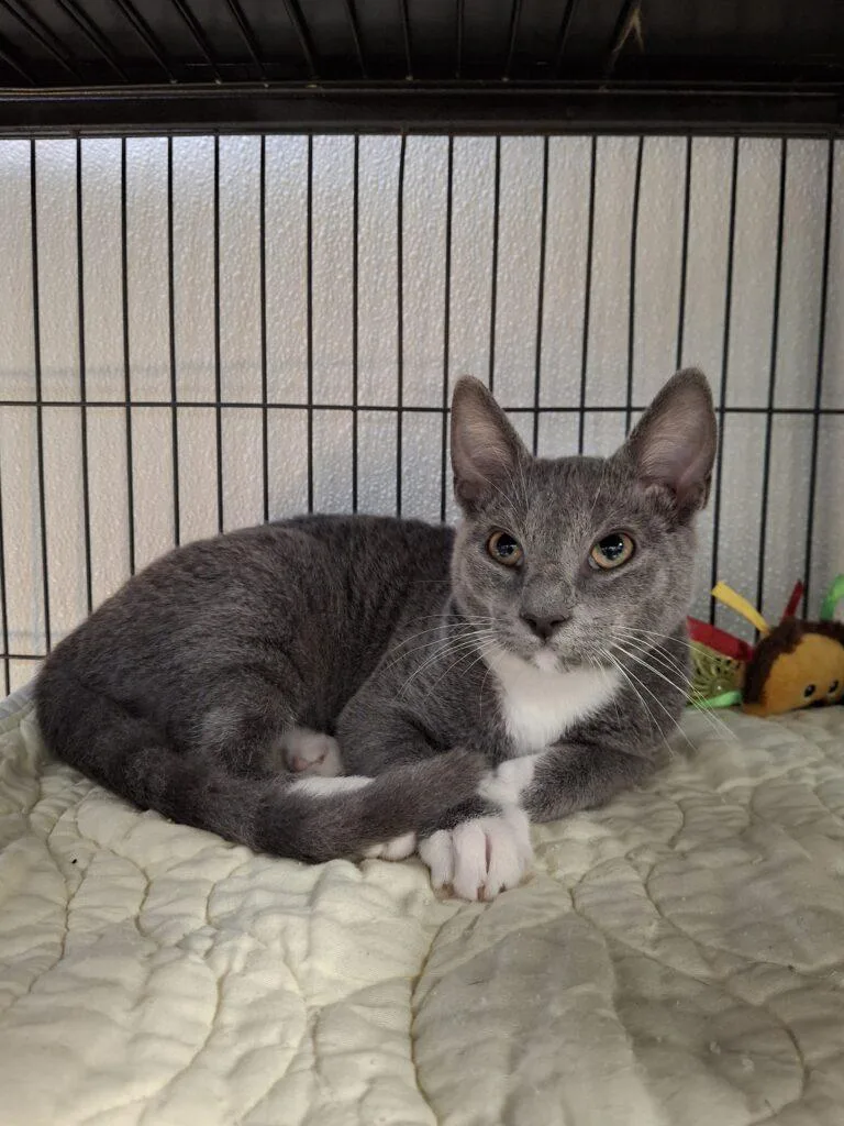 Apollo