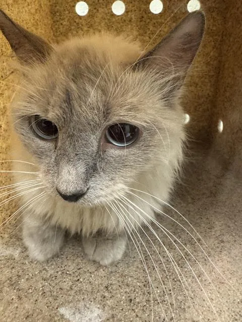 An adult medium-sized female Domestic Long Hair cat named Dahlia for adoption in West Valley City, UT