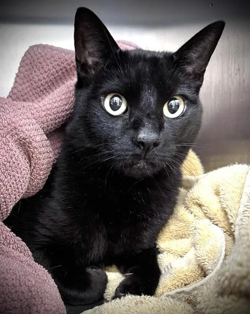 An adult medium-sized male Domestic Short Hair cat named Kylo for adoption in Santa Cruz, CA