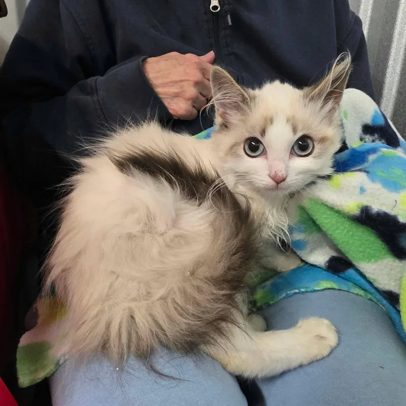 A baby medium-sized female Siamese cat named Bibi for adoption in Chicago, IL