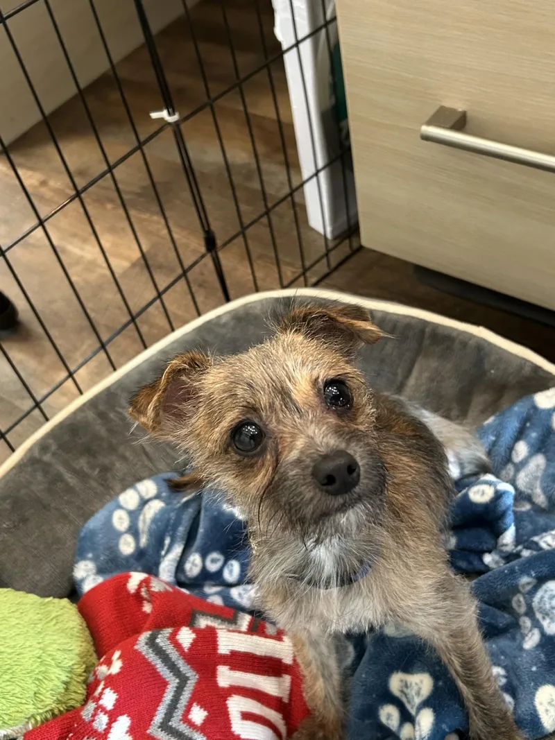 A young small-sized male Apricot / Beige Chihuahua dog named Benji for adoption in Salisbury, NC