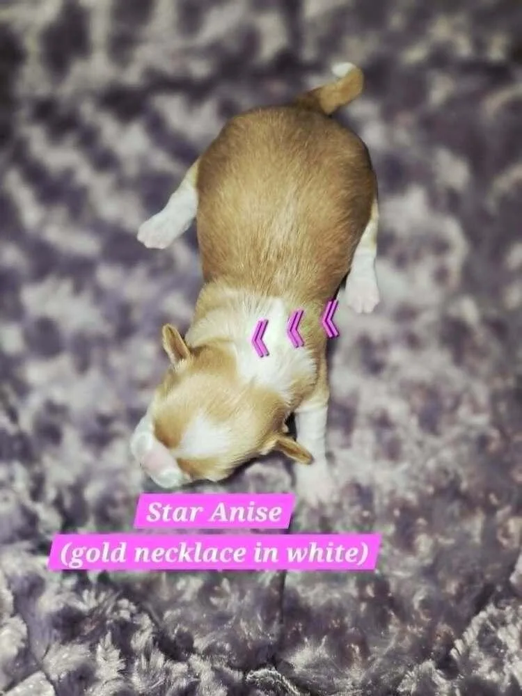 Star Anise