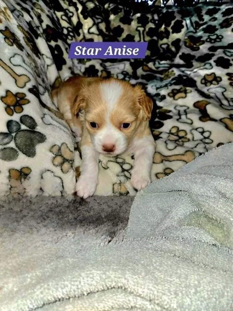 Star Anise thumbnail 4