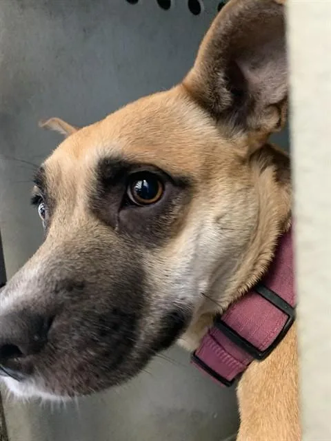 An adult medium-sized female German Shepherd Dog dog named Toffee for adoption in San Jose, CA