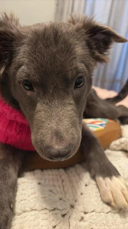 A baby small-sized female Gray / Blue / Silver Whippet dog named Molly for adoption in Tinley Park, IL