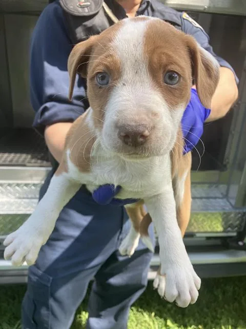 A baby medium-sized male Mixed Breed dog named Pup for adoption in Dallas, TX