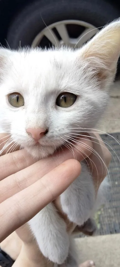 A baby small-sized female Domestic Short Hair cat named Meatball for adoption in Ogden, UT