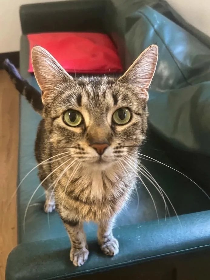 An adult small-sized female Domestic Short Hair cat named Phoebe for adoption in Vashon, WA