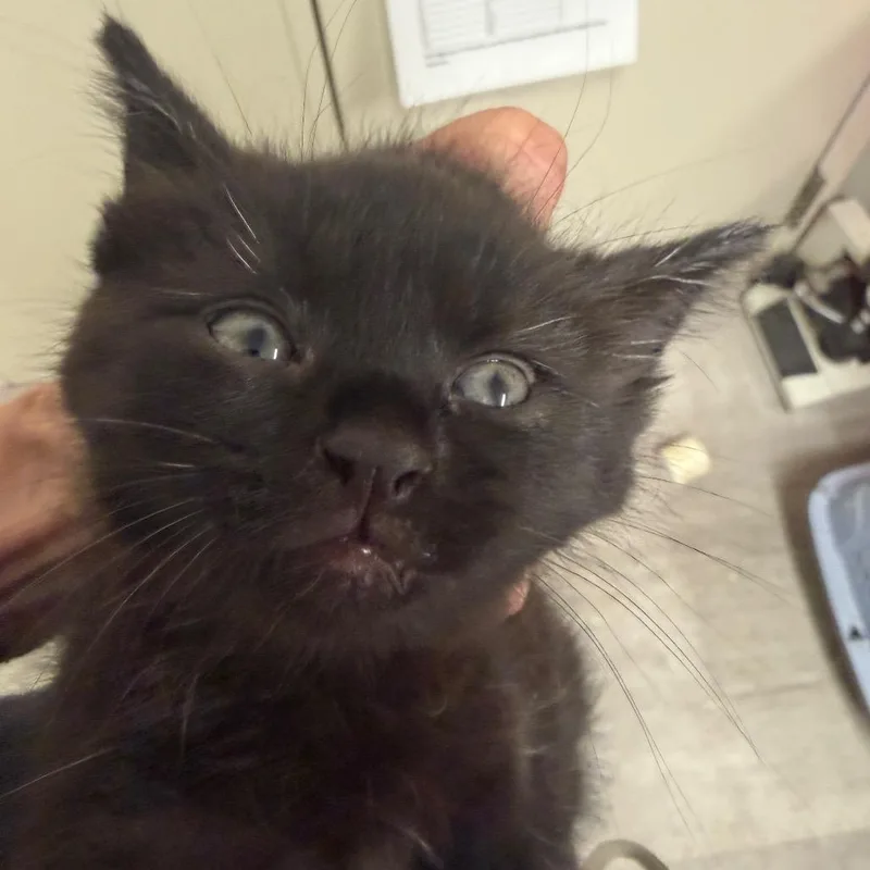 A baby small-sized female Black Domestic Short Hair cat named Tierney de Fluff for adoption in Waldorf, MD