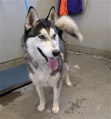 An adult large-sized male Siberian Husky dog named Mikhail for adoption in Camarillo, CA