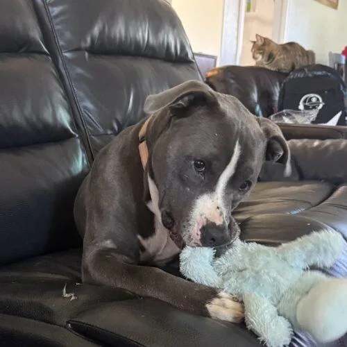 A senior large-sized male Gray / Blue / Silver Pit Bull Terrier dog named HossDixon for adoption in Rockaway, NJ