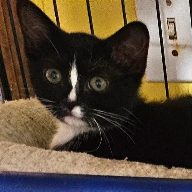 A baby small-sized female Domestic Short Hair cat named Higgens for adoption in Cumming, GA