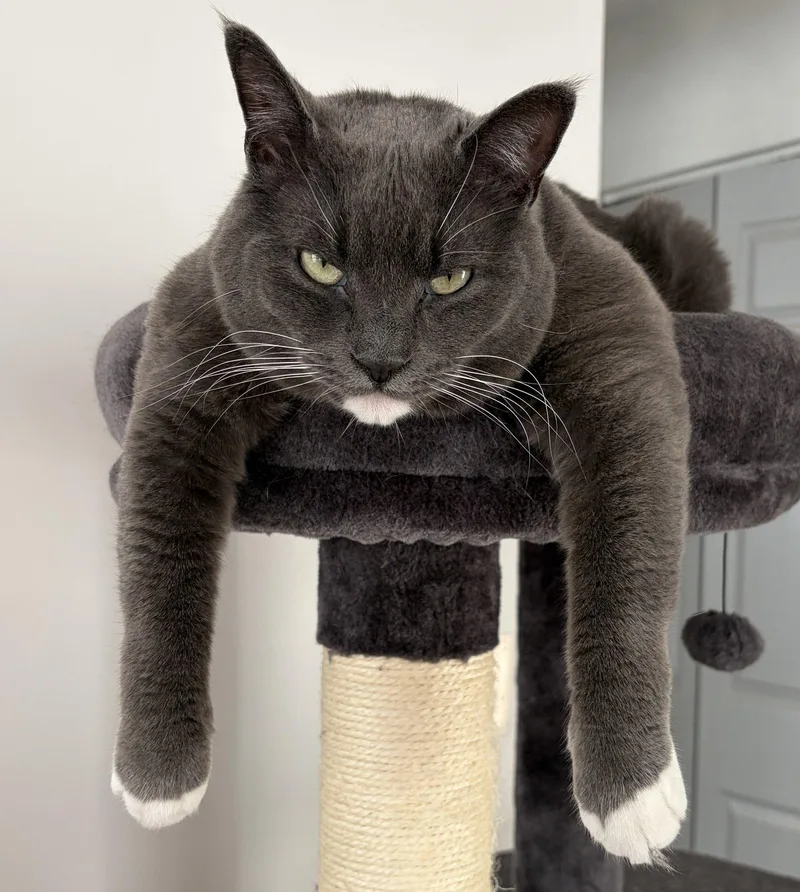 An adult large-sized female Gray & White Domestic Short Hair cat named Harley Ray for adoption in Eatontown, NJ