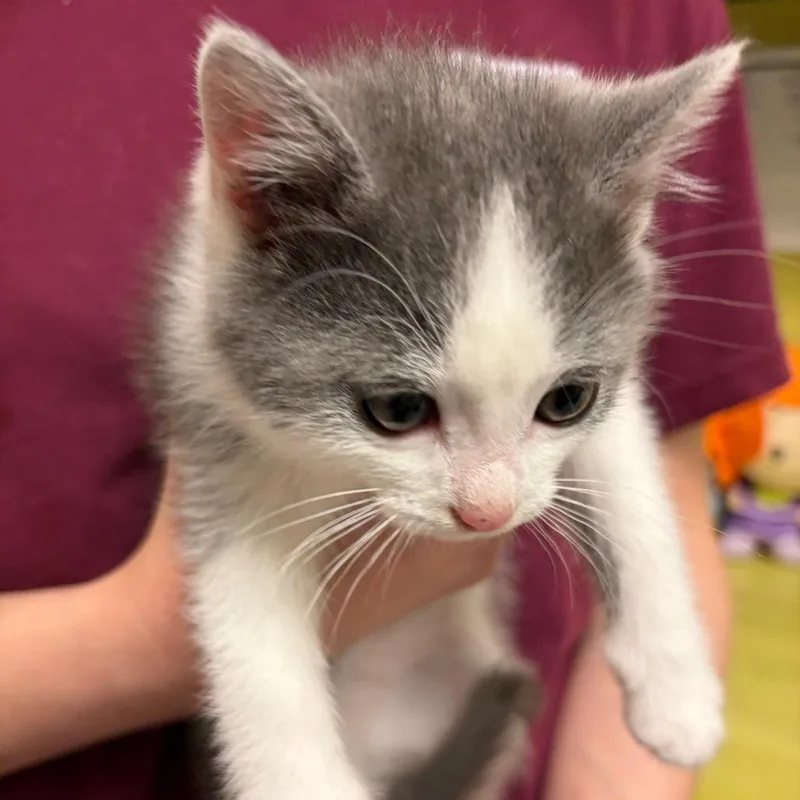 A baby small-sized male Gray / Blue / Silver Domestic Short Hair cat named Drizzle Cake for adoption in Charlottesville, VA