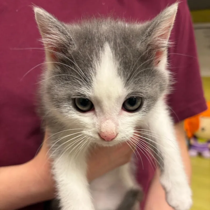 Drizzle Cake thumbnail 2