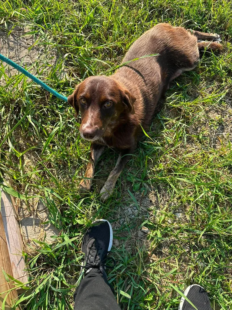 A young medium-sized female Spaniel dog named Bretta for adoption in Westwood, NJ