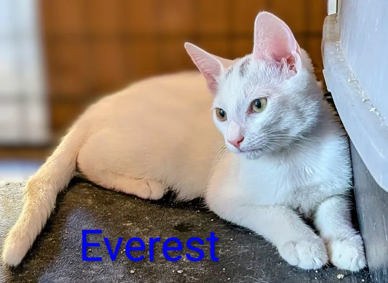 A young medium-sized male Domestic Medium Hair cat named Everest for adoption in Morgan Hill, CA