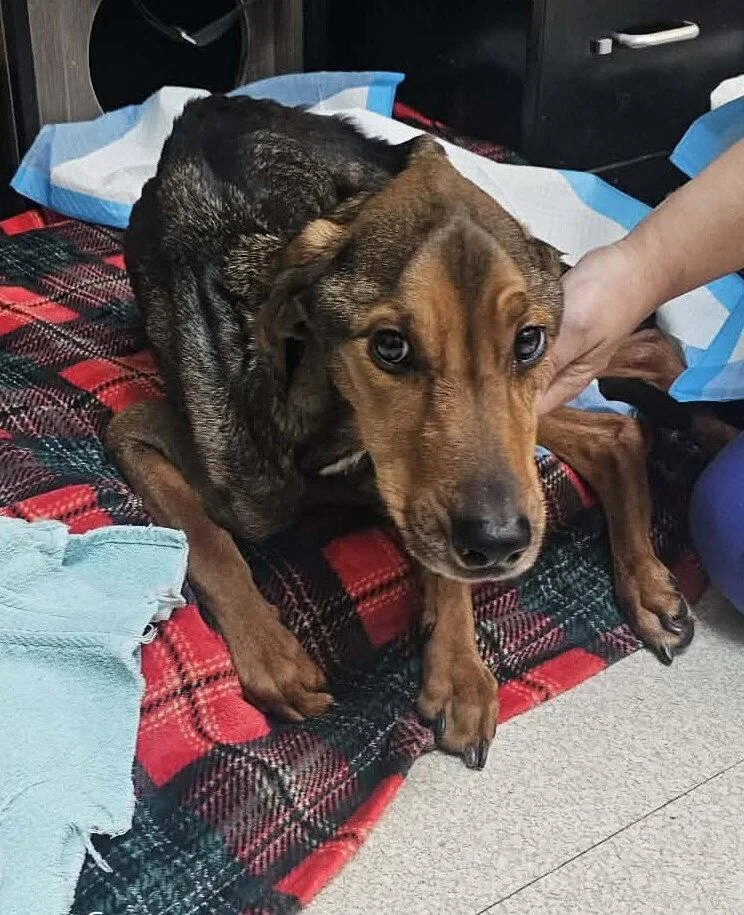 An adult large-sized male Shepherd dog named Gabriel for adoption in New York, NY