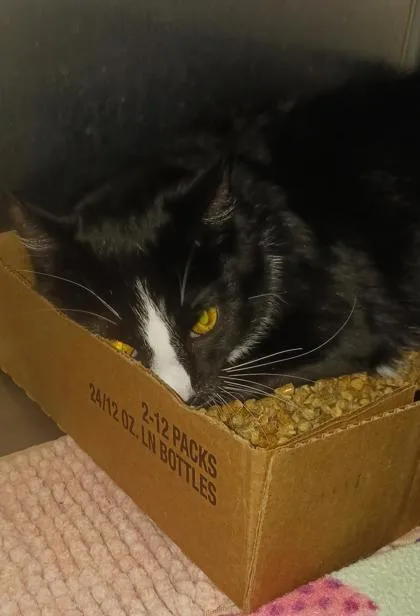 An adult medium-sized male Domestic Short Hair cat named Tuxy for adoption in Clinton, MO