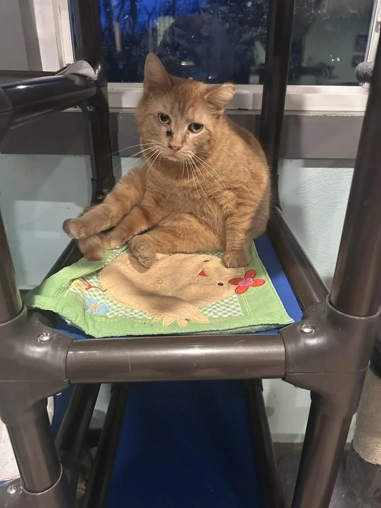 An adult medium-sized male Tabby (Orange / Red) Domestic Short Hair cat named Finch for adoption in New Cumberland, WV