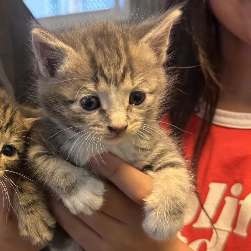 A baby small-sized female Gray / Blue / Silver Domestic Short Hair cat named Kalahari for adoption in Pennsville, NJ
