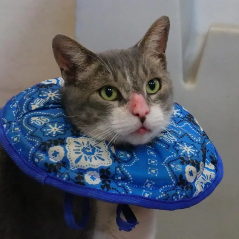 A senior extra large-sized male Domestic Short Hair cat named Garbanzo Bean for adoption in Sarasota, FL