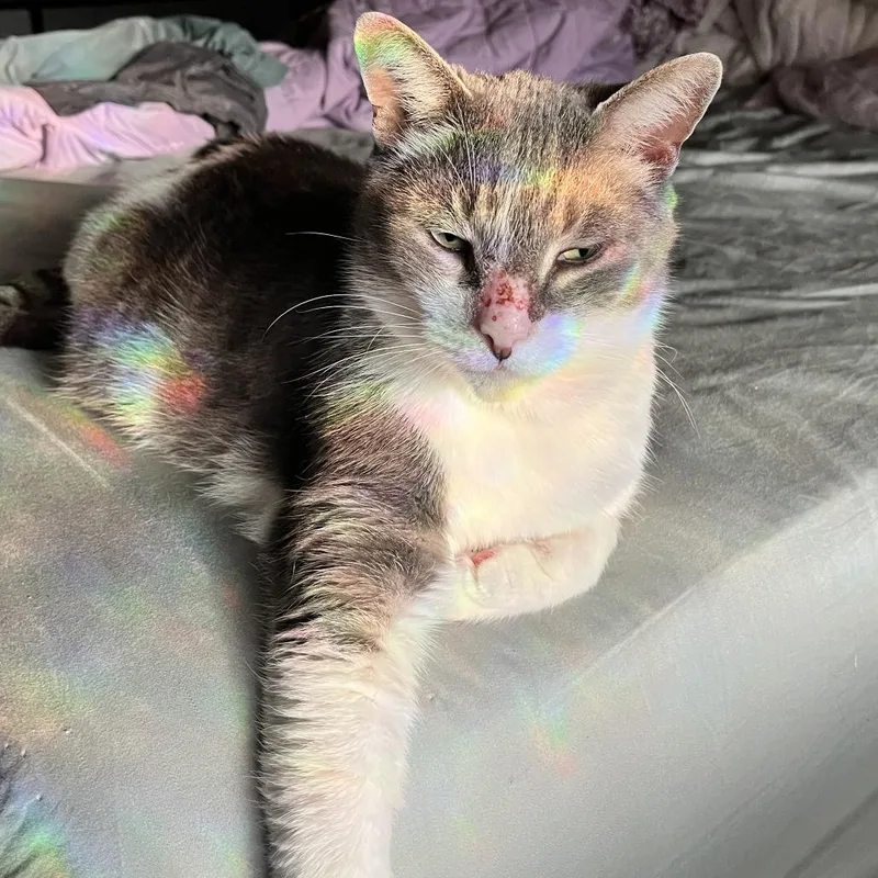 Garbanzo Bean thumbnail 2