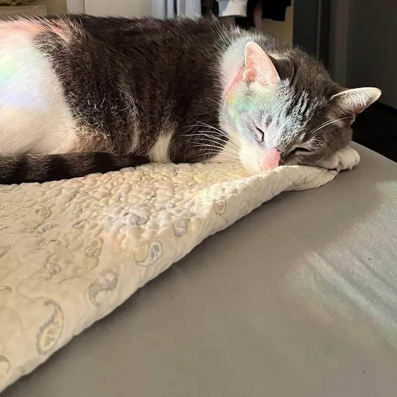 Garbanzo Bean thumbnail 3