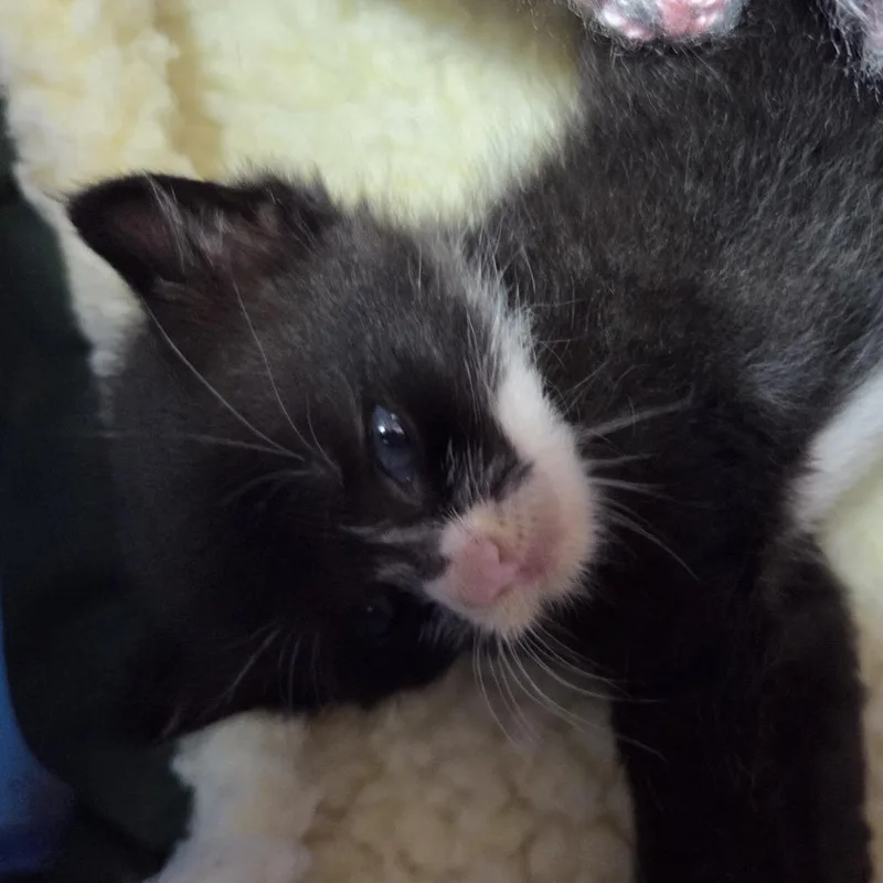 A baby small-sized female Black Domestic Short Hair cat named Henny for adoption in Branson, MO