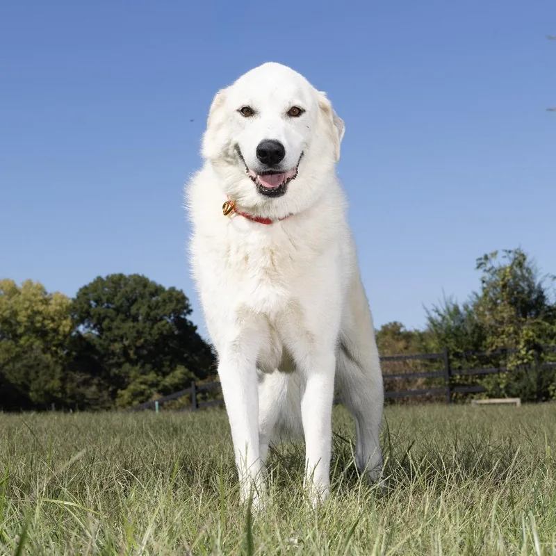 An adult extra large-sized female Great Pyrenees dog named Casini for adoption in Franklin, TN