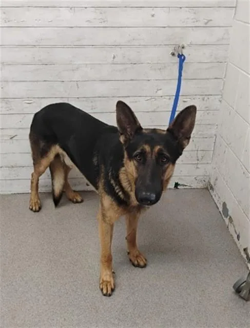 An adult large-sized male German Shepherd Dog dog named Dawg for adoption in San Bernardino, CA