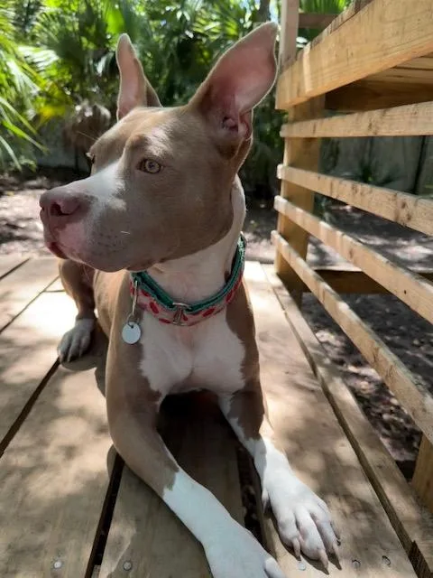 A young medium-sized female Yellow / Tan / Blond / Fawn Mixed Breed dog named Piper for adoption in Charleston, SC