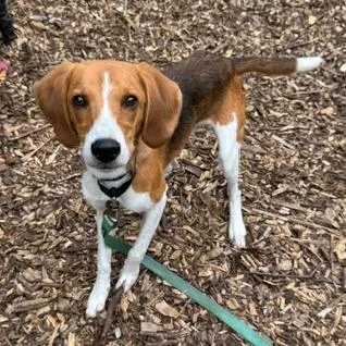 A young medium-sized male Brown / Chocolate Beagle dog named Huk for adoption in Briarcliff Manor, NY